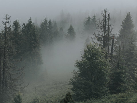 Fototapeta Mglisty Beskid