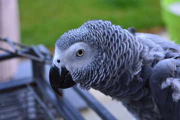 Perroquet Gris du Gabon