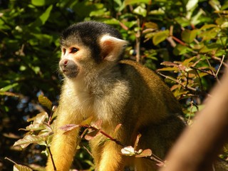 little monkey in bolivian pampas high quality observing cute