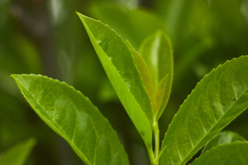 Details of a leaf