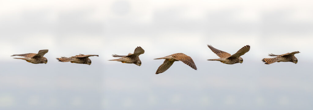 Kestrel (Falco tinnunculus) hovering in flight. Composite of postions of bird scanning for prey whilst maintaining static relative to the ground