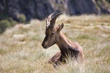 Young steinbock laying on the grass, Alps orobie, Italy
