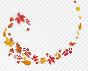 Bright autumn leaves spiral on transparent background. Vector nature illustration for your fall design
