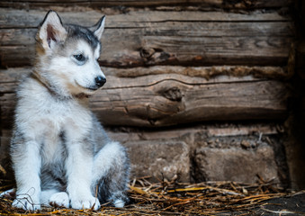 cute puppy alaskan malamute run on grass garden © antondotsenko