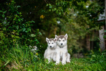 cute puppy alaskan malamute run on grass garden