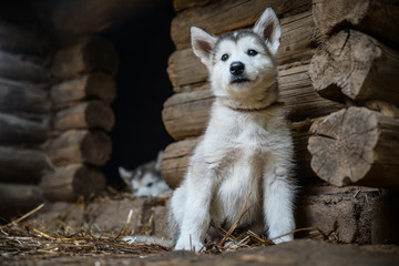 cute puppy alaskan malamute run on grass garden