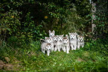 group of cute puppy alaskan malamute run on grass garden