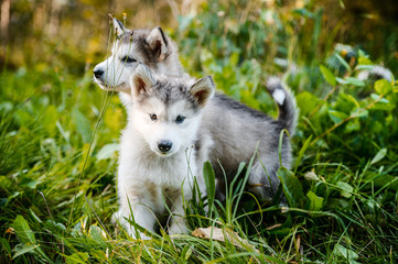 cute puppy alaskan malamute run on grass garden
