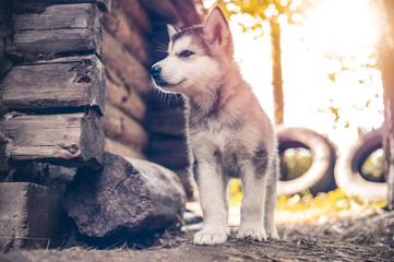 cute puppy alaskan malamute run on grass garden