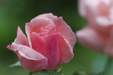 Beautiful single pink rose on a green background