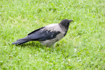 Obraz premium Breakfast of the Old Crow