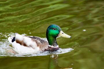 Duck in Tsaritsynsky Pond