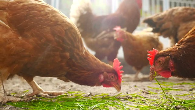 Beautiful chicken eat grass and grain