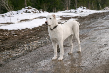 Семимесячная собака породы САО стоит на дороге.