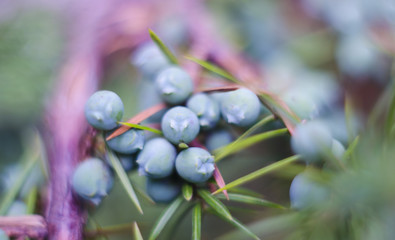 Bunch of juniper berries on a blurred background