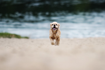 spaniel dog running on the sand beach