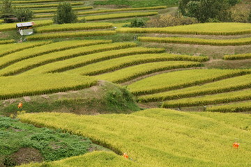 日本の棚田