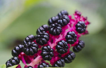 Black Poke weed, Phytolacca americana, berries.