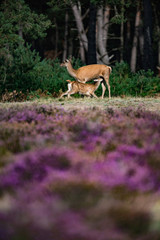 Red deer calf drinking by mother in blooming moorland.