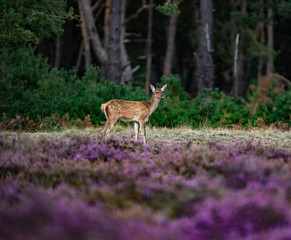 Young red deer (cervus elaphus) in moorland.