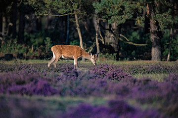 Grazing young red deer (cervus elaphus) in blooming heather.