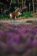 Red deer stag (cervus elaphus) lit by low sunlight in blooming moorland.