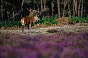 Red deer stag (cervus elaphus) lit by low sunlight in blooming moorland.
