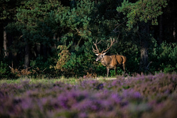 Red deer stag (cervus elaphus) in sunlight walking out forest.