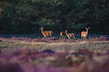Small group of red deer hind (cervus elaphus) in moorland lit by low sunlight.