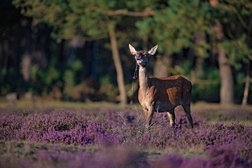Red deer hind (cervus elaphus) chewing an apple standing in blooming heather.