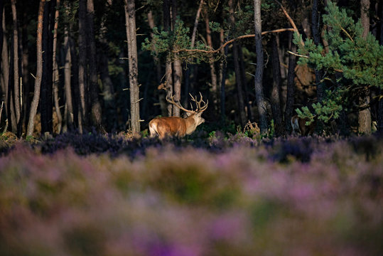 Fototapeta Red deer stag (cervus elaphus) in sunlight walking into forest.