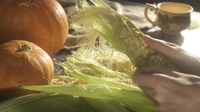 the girl cleans the ear of corn. Still Life of Pumpkins and Wheat on the background.