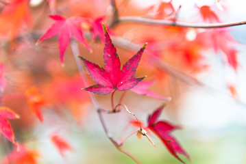 beautiful maple leaves in the fall.