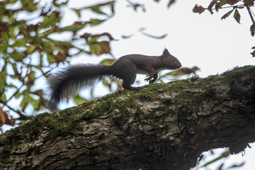 Eichhörnchen im Baum © were