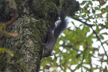 Eichhörnchen im Baum © were
