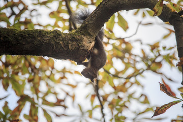 Eichhörnchen im Baum