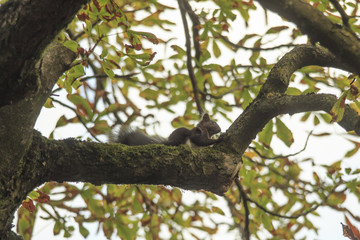 Eichhörnchen im Baum