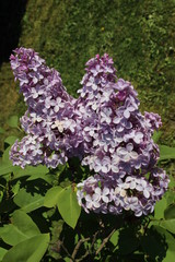 lilas