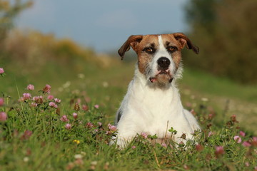 Cute mixed breed dog lying in the meadow