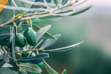 Fototapeta premium Olives and leaves for oil