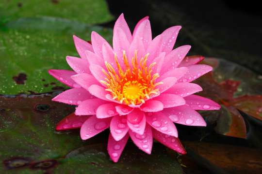 Fototapeta Closeup freshness pink lotus (Nymphaea lotus / water lilies) in full bloom