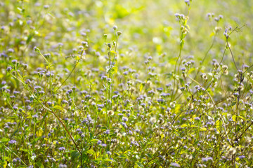 Field of goat weed flowers