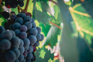 Sangiovese Grapes for Tuscan Wine