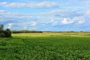 Fototapeta na wymiar Countryside. Agricultural field. Rural landscape with blue sky in the background. Wonderful panoramic view. Picturesque wallpaper.