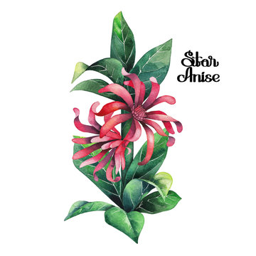 Watercolor star anise