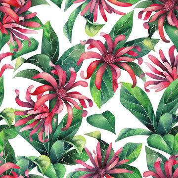 Watercolor star anise