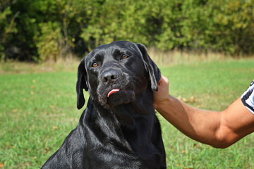 Face of black dog in the park at sunny day.