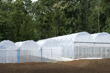 Greenhouse in Asia.