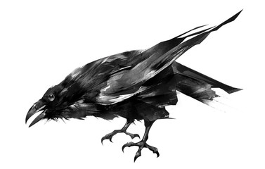 Fototapeta premium the painted bird is a Raven sitting on a white background