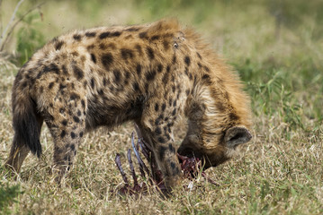 Hyena South Africa